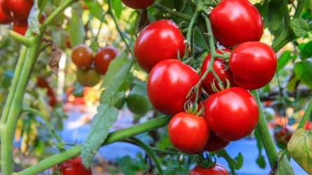 Jak uprawiać pomidory metodą chińską?
