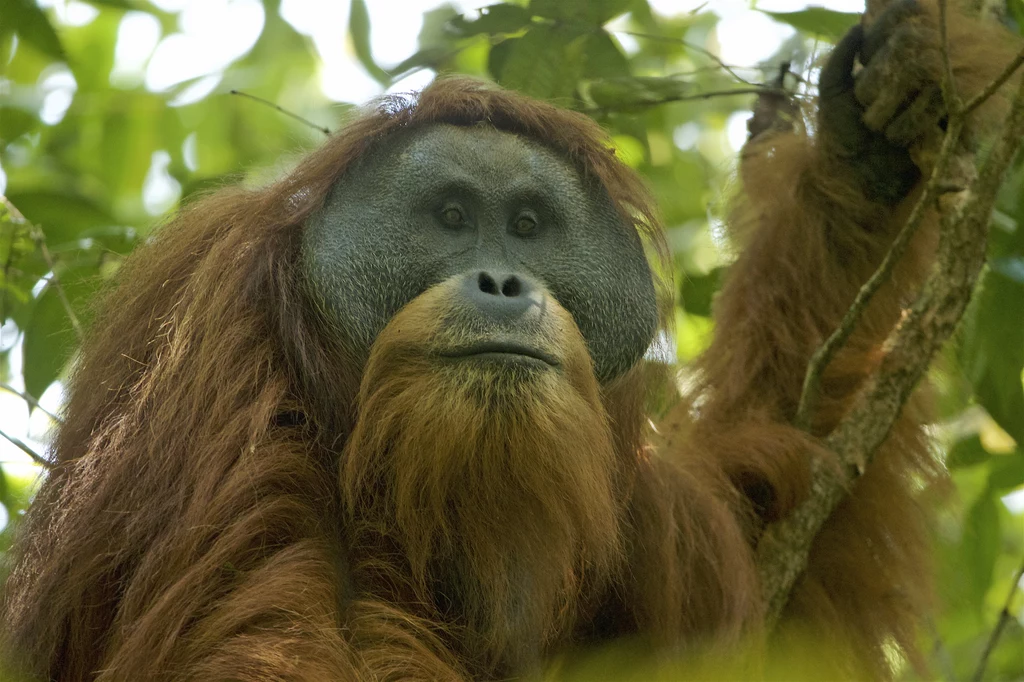 Orangutan Tapanuli /Fot. Tim Laman