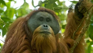 Orangutany Tapanuli zagrożone wyginięciem