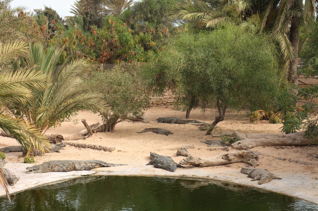 Krokodyle w Djerrba Explore Park
