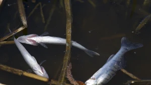 Martwe ryby znaleziono na odcinku 20 kilometrów; zdj. ilustracyjne
