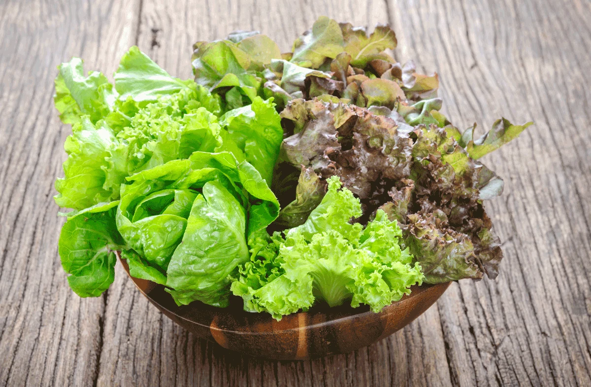 Zielone liście to jedno z najbogatszych źródeł witaminy K Zielone liście to jedno z najbogatszych źródeł witaminy K