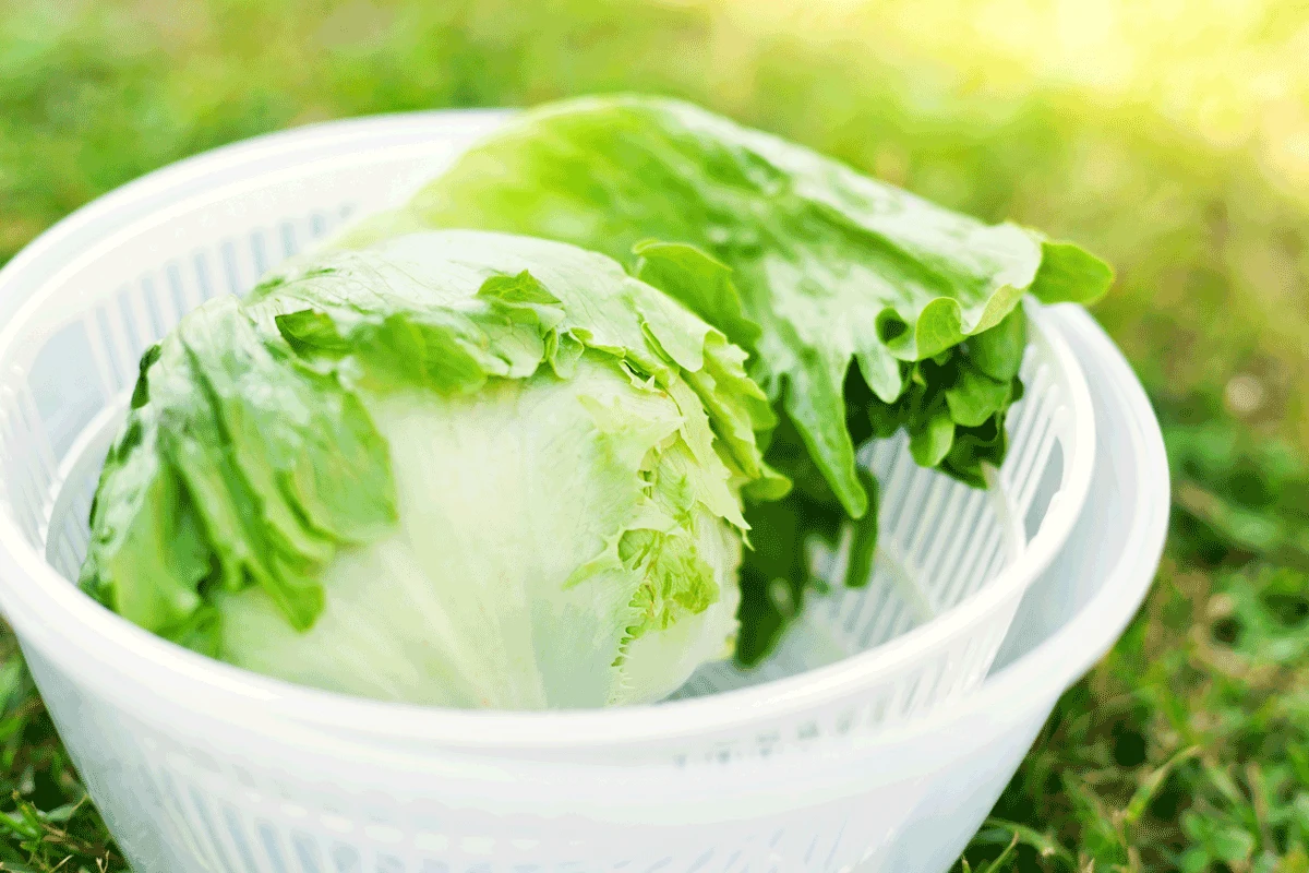 Sałata lodowa Sałata lodowa