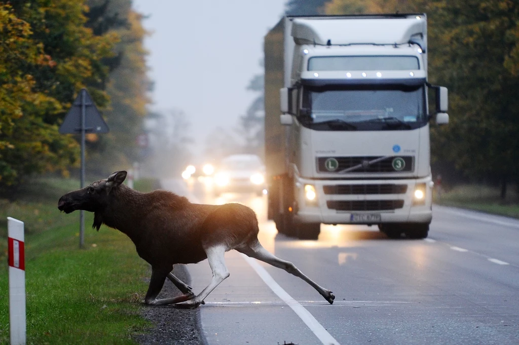 Łosie do duże zwierzęta, które mogą zagrozić pasażerom samochodów osobowych