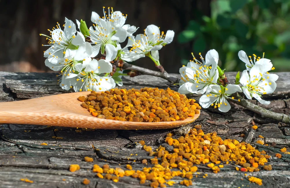 Pyłek pszczeli to dobre uzupełnienie diety w okresie jesienno-zimowym. 