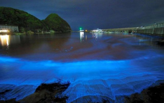 Za zjawisko odpowiada gatunek morskich glonów zwany Noctiluca Scintillans