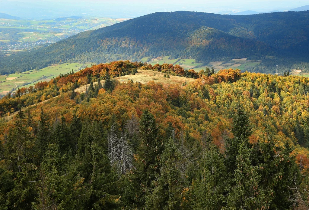 Beskid Wyspowy. Szczyt Mogielica, widok z wieży widokowej