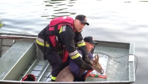 Krakowscy strażacy uratowali jelonka