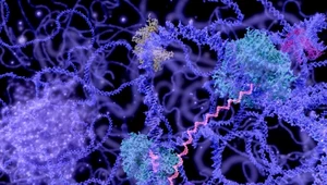 Nowe modyfikacje mRNA o znaczeniu terapeutycznym odkryte na UW