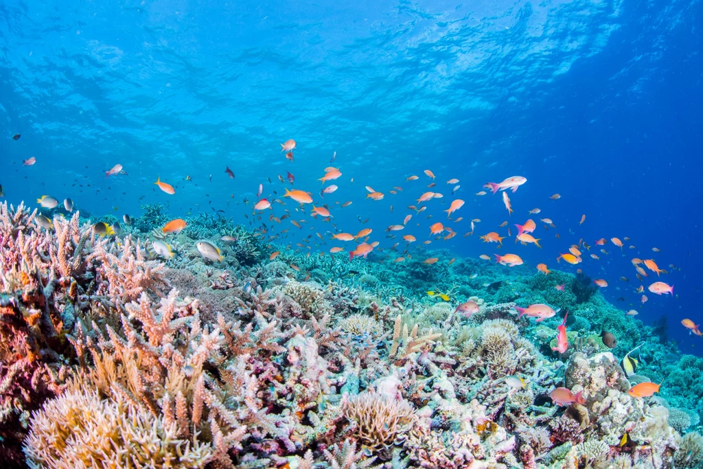 Rafy koralowe z całego świata są zagrożone