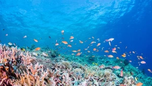 Mrożone koralowce. Szansa na ocalenie bezcennych raf