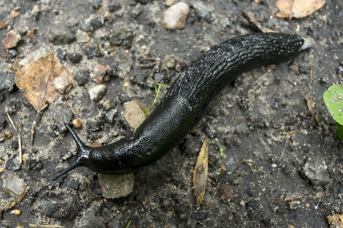 Inwazja ślimaków na działce Ilony Łepkowskiej