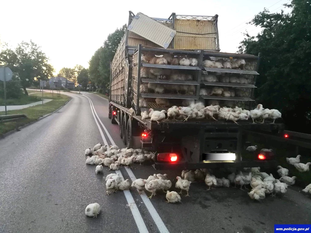 Z ciężarówki spadły klatki z kurczakami