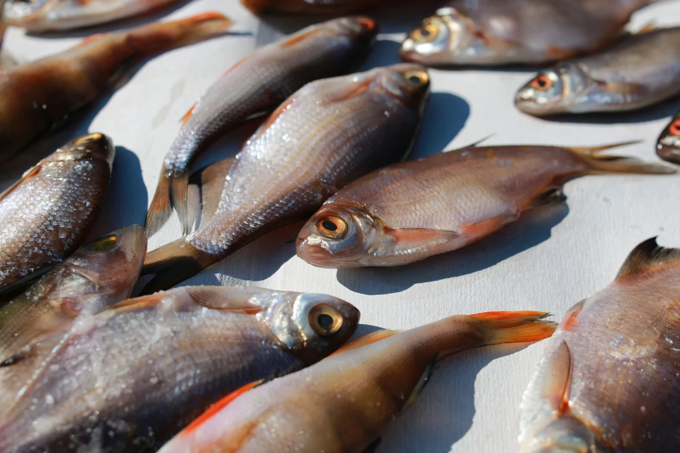 Jeżeli kupujesz płotki np. na targu i nie jesteś pewna, czy złowiono je w czystych wodac Jeżeli kupujesz płotki np. na targu i nie jesteś pewna, czy złowiono je w czystych wodac