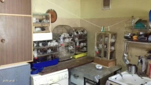 W mieszkaniu znajdowało się 131 szczurów 