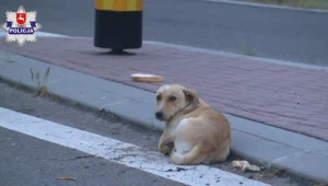 Pies porzucony w Opolu Lubelskim