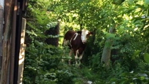 Policyjny pościg zakończył się sukcesem