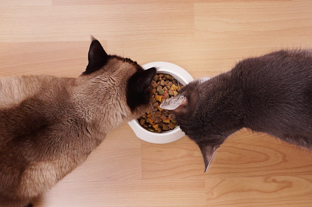 Wspólny koci posiłek to nienajlepszy pomysł