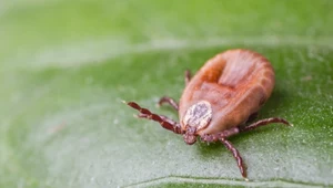 Kwas mrówkowy działa odstraszająco na kleszcze