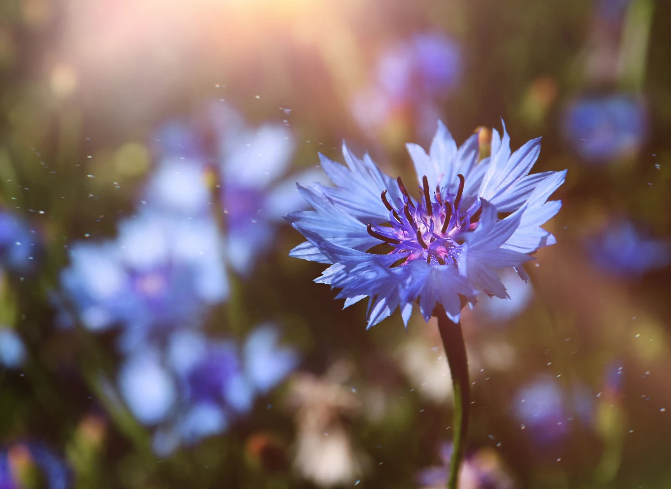 Chaber bławatek wykazuje działanie nawilżające i ujędrniające. 