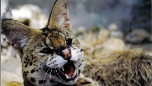 Serwal na wolności (zdjęcie ilustracyjne)