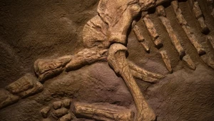 Dinozaury mogły ćwierkać jak ptaki. Odkrycie zachowanej krtani 