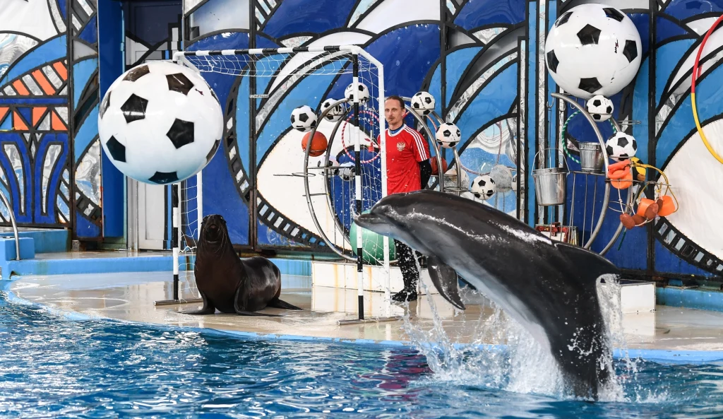 Dla polskich piłkarzy został przygotowany pokaz w delfinarium 