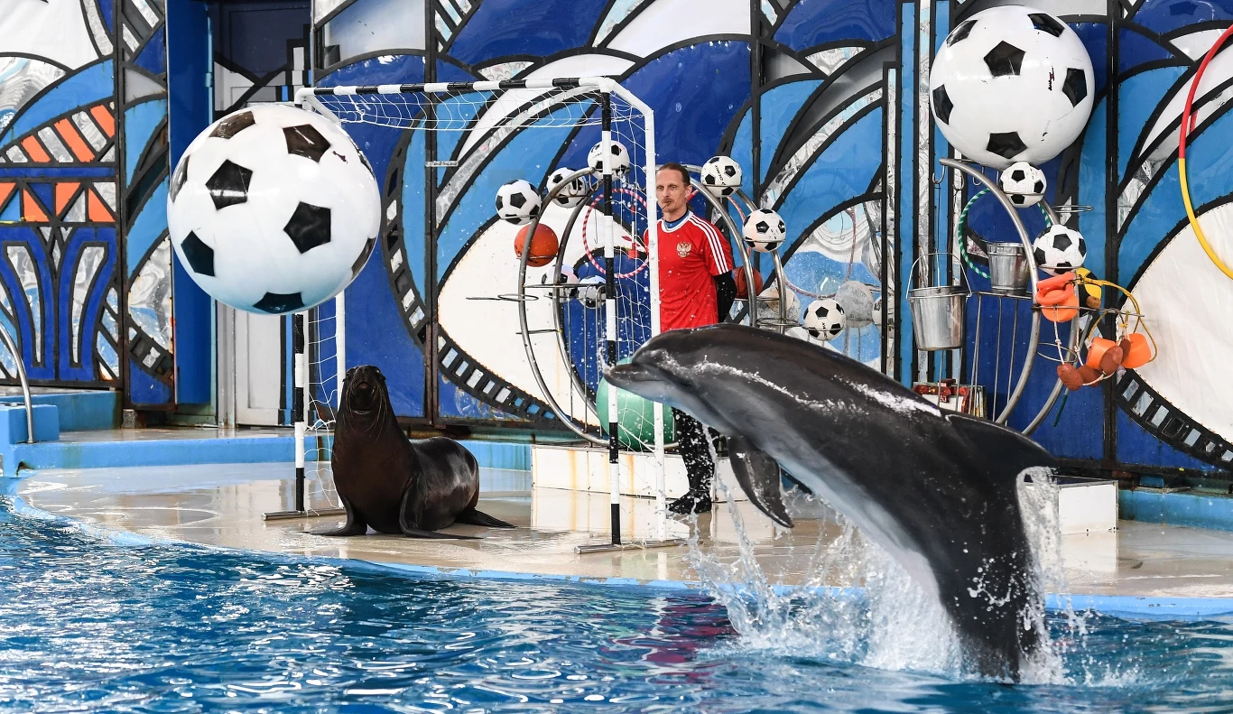 Dla polskich piłkarzy został przygotowany pokaz w delfinarium Dla polskich piłkarzy został przygotowany pokaz w delfinarium