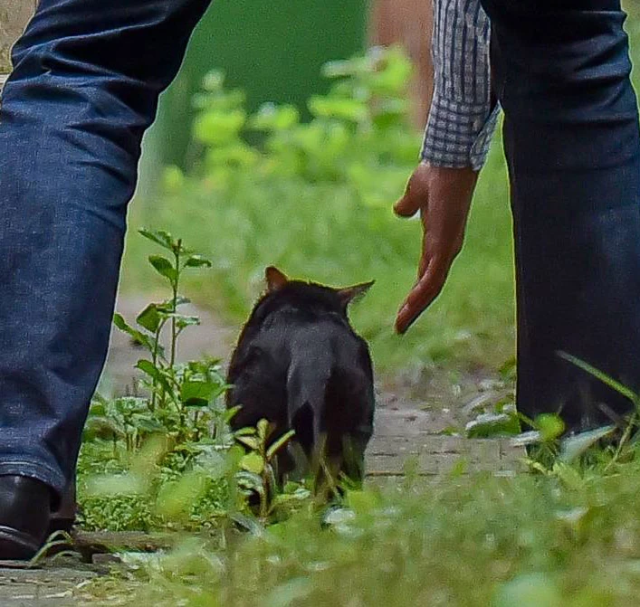 Kot został złapany Kot został złapany