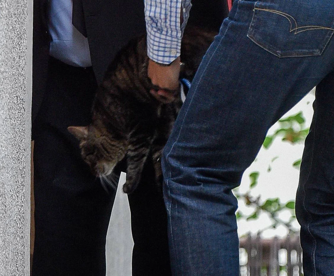 Kociak nie cieszył się zbyt długo wolnością