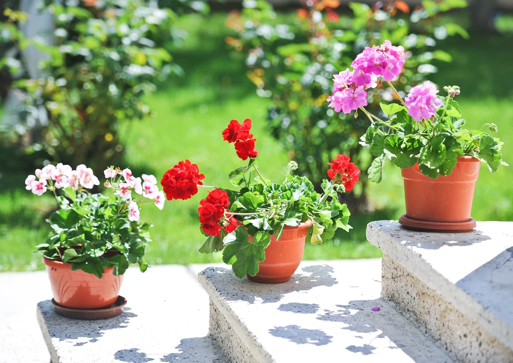 Pelargonie odstraszają muchy