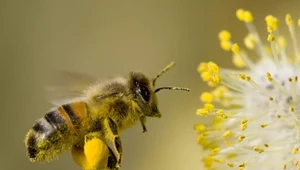 Siedem rzeczy, których nie wiesz o pszczołach, a powinnaś! 