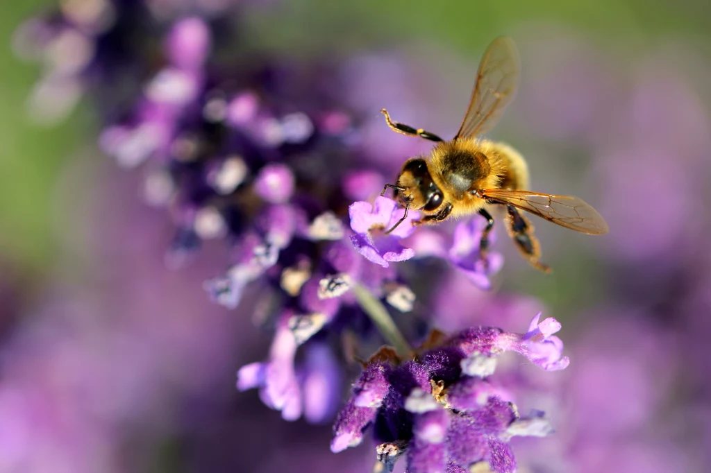 Pszczoły kochają lawendę 