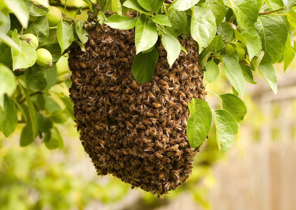 Pszczoły podczas roju są szczęśliwe, najedzone i bezbronne 