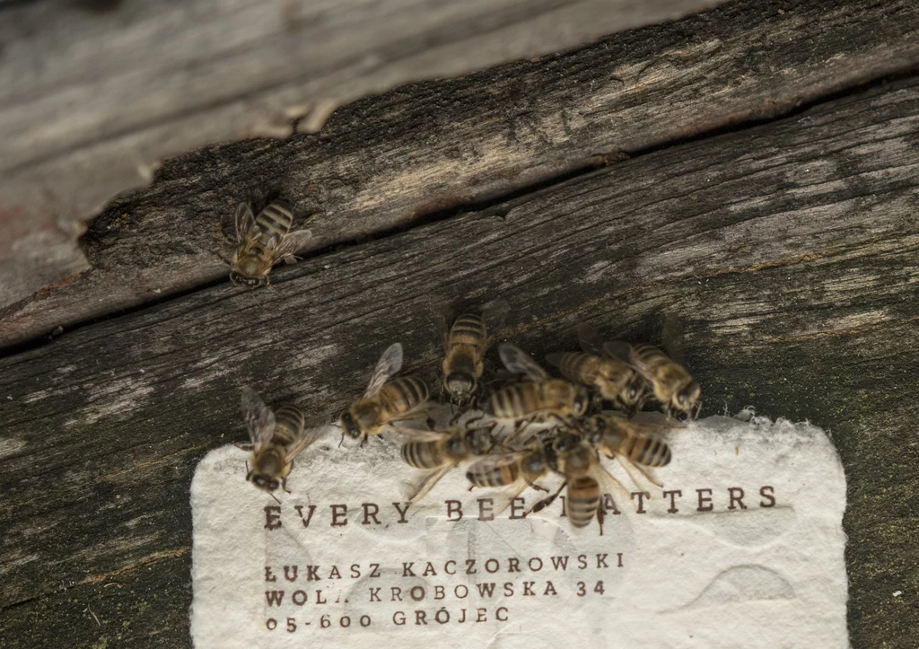Bee Saving Paper posiada unikalny, widoczny tylko dla pszczół wzór