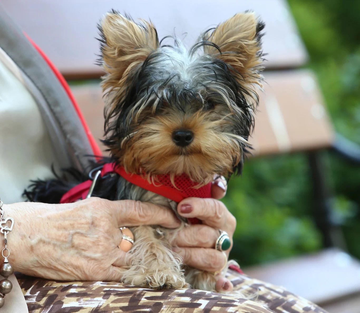 Zenek, pupil Zofii Czerwińskiej