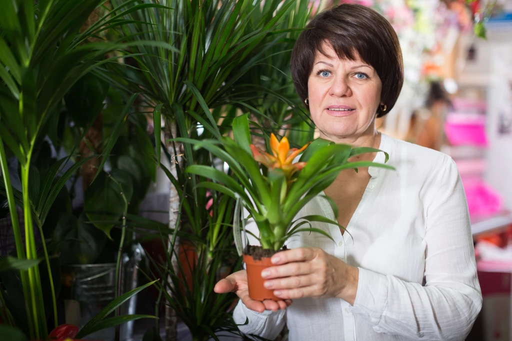 W kwiaciarni znajdziemy wiele odmian, które ozdobią naszą łazienkę. Jedna z nich jest bromelia