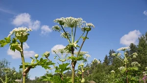 Barszczu Sosnowskiego nie musisz jednak dotknąć, żeby pojawiły się uciążliwe objawy. Wydzielane przez roślinę olejki eteryczne mogą unosić się w powietrzu nawet na odległość kilkunastu metrów.
