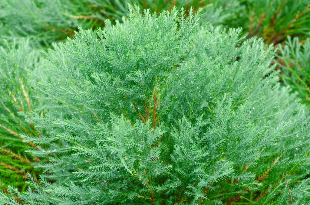 Chamaecyparis lawsoniana