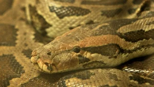 Nad Wisłą może przebywać niebezpieczny wąż (zdjęcie ilustracyjne)