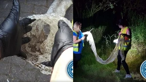 Pyton tygrysi pozostawił ślady nad Wisłą