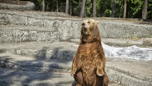 Niedźwiedź; zdj. ilustracyjne 