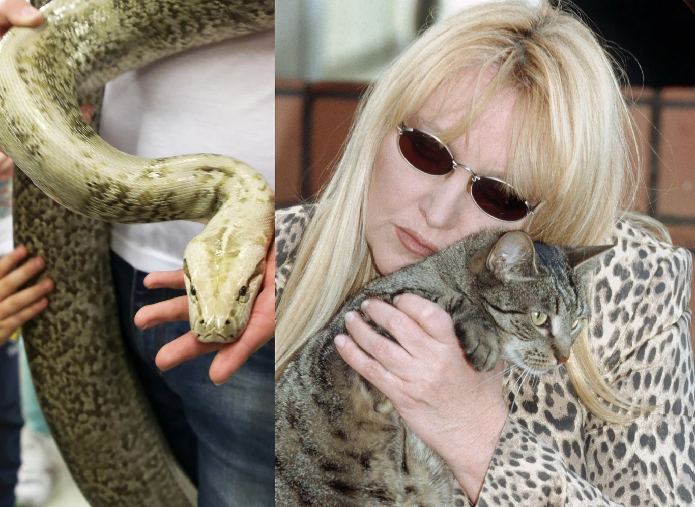 Maryla Rodowicz kocha koty. Obawia się o ich życie! Maryla Rodowicz kocha koty. Obawia się o ich życie!