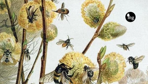 Życie pszczół, ​Maurice Maeterlinck