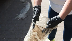 Członkowie Służby Ochrony i Ratownictwa Zwierząt prezentują wylinkę pytona znaleziona nad Wisłą w Gassach