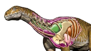 Odkryto przodka wszystkich gigantycznych dinozaurów