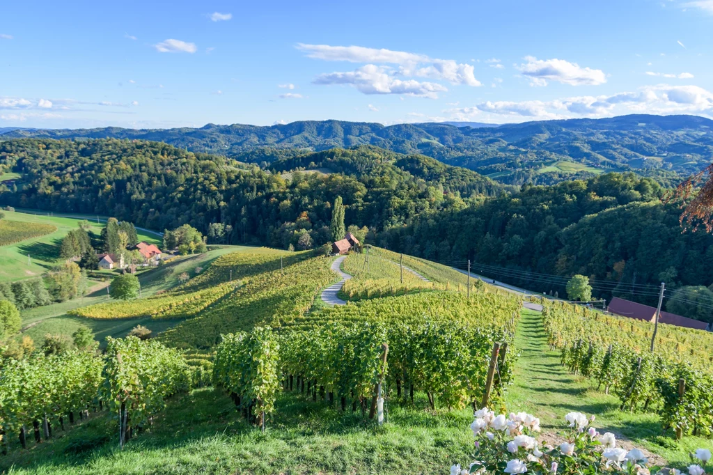 Słowenia to kraina wina, oliwek i urwistych, alpejskich turni