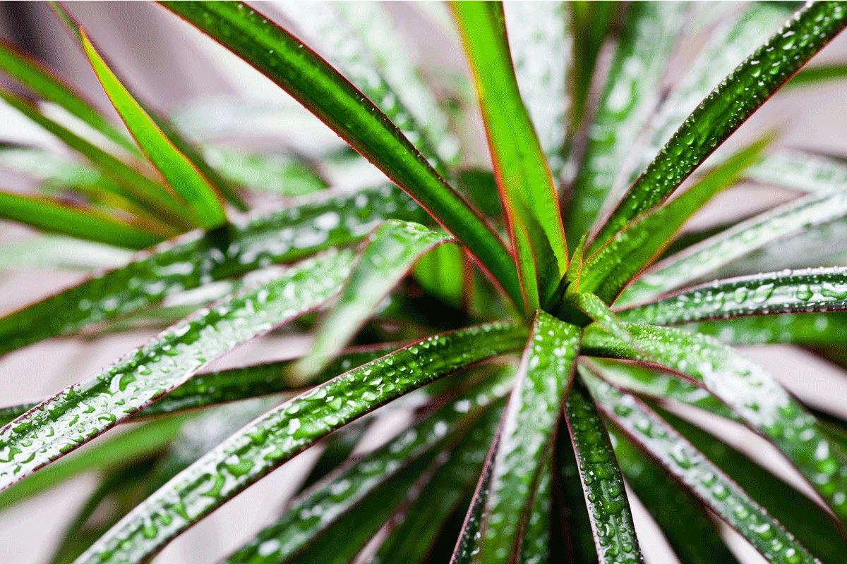 Chcąc zadbać o kondycję liści draceny, musimy ją regularnie nawozić 