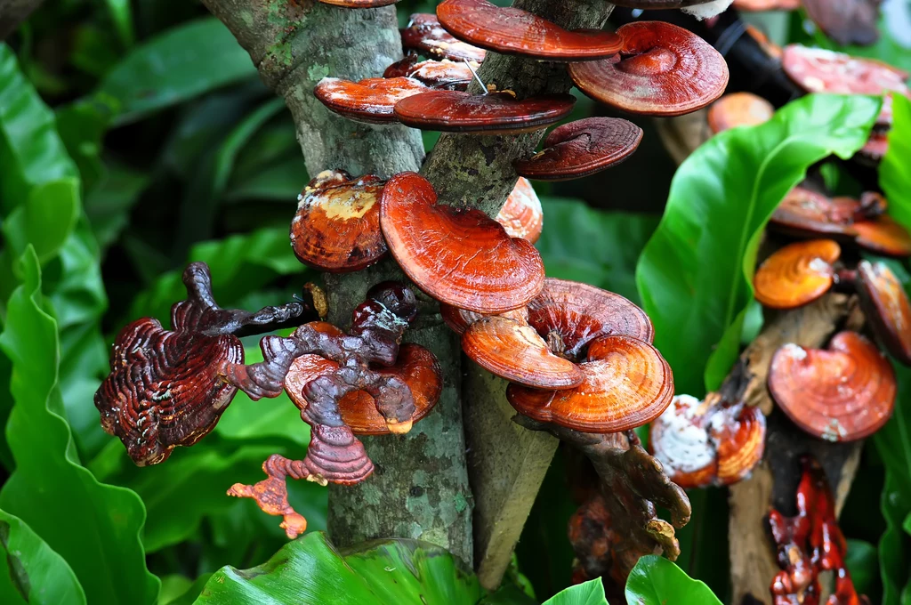 Grzyby reishi są bardzo zasobne w prozdrowotny beta-glukan.