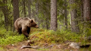 Niedźwiedzie mogą być bardzo groźne (zdjęcie ilustracyjne)